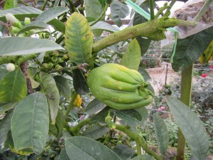 Cameron Highlands-098